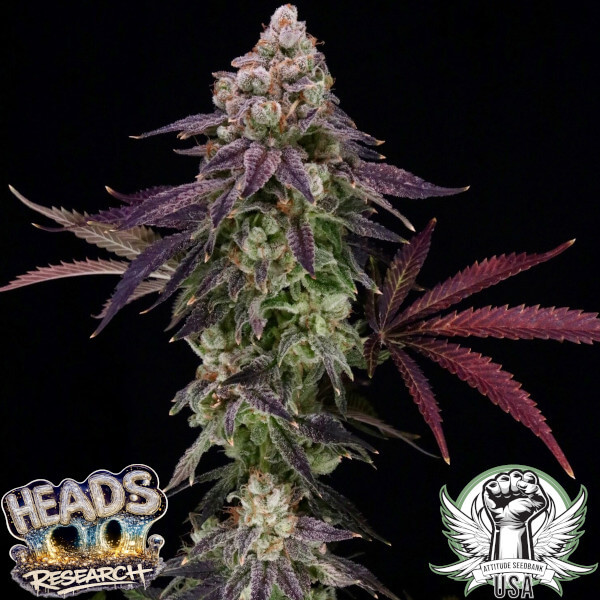 Heads Research Seeds Sour Dots