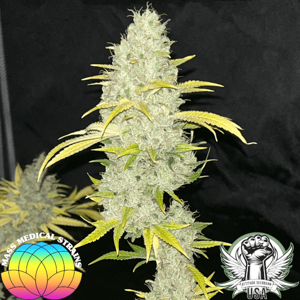 Mass Medical Strains Seeds Sour Kernel