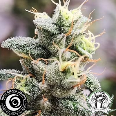 sour lime sherbert 2._400x400.jpeg