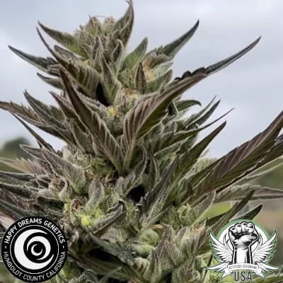 sour lime tangie 2._400x400.jpeg