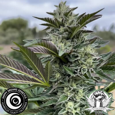 Happy Dreams Genetics Sour Lime Tangie