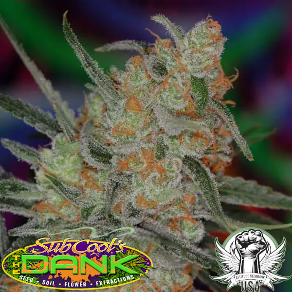 Subcool Seeds Space Queen BX