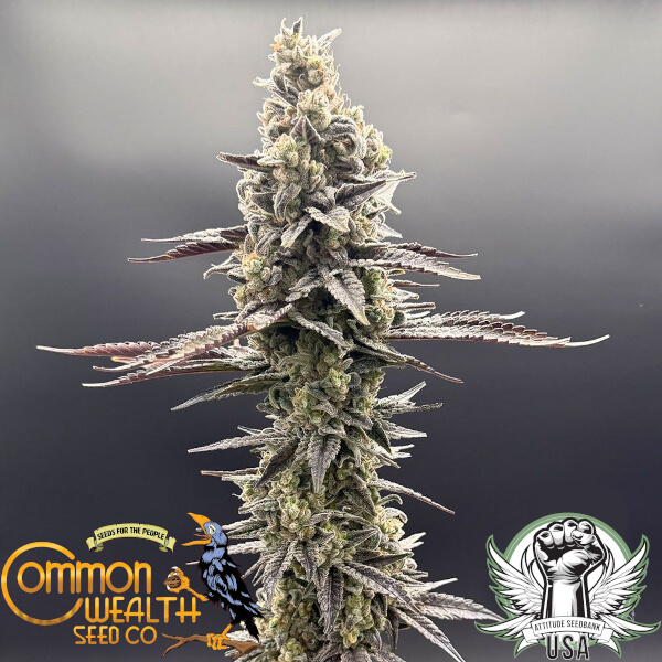 Common Wealth Seed Co Speed Bump