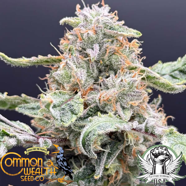 Common Wealth Seed Co Starshine