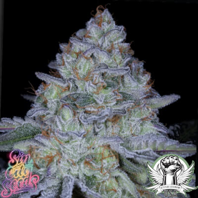 SinCity Seeds Sticky Kushmints