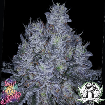SinCity Seeds Sticky SinMint