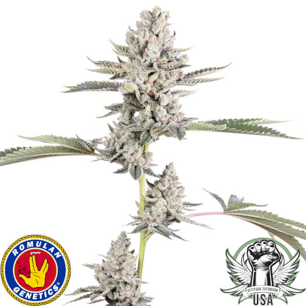 Romulan Genetics Seeds Stinky Pink