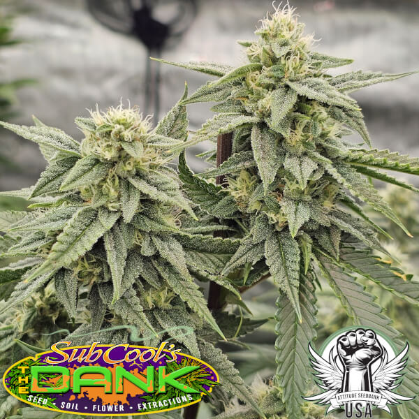 SubCool Seeds Subcool OG F2