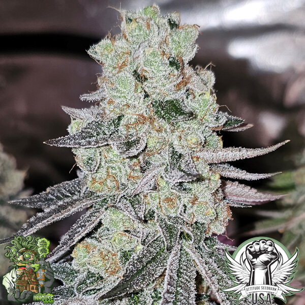In House Genetics Seeds Sugar Cane V3
