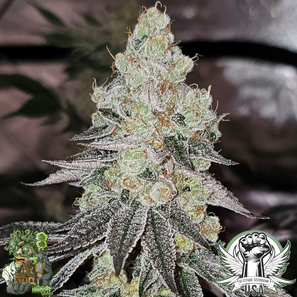 sugar cane v3 4_600x600.jpg