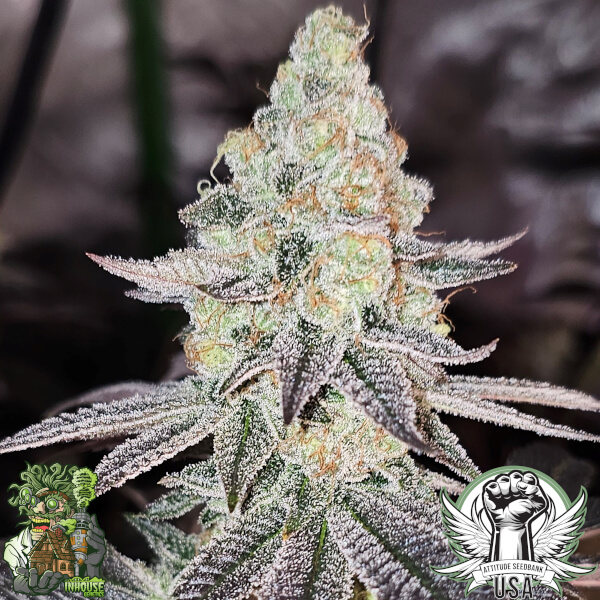 sugar cane v3 5_600x600.jpg