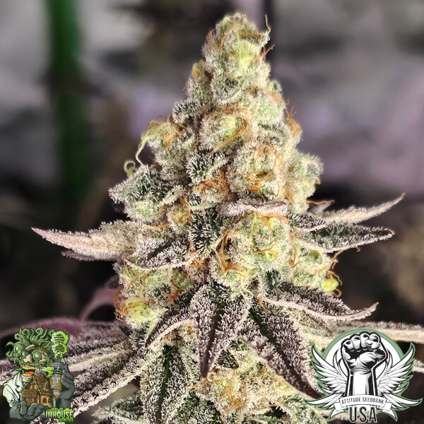 sugar cane v3 7_600x600.jpg