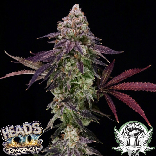 Heads Research Seeds Sugarcomb