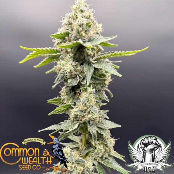 Common Wealth Seed Co Sundew