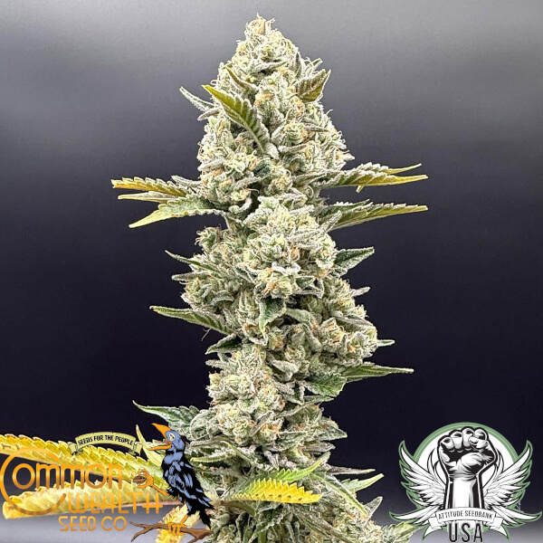 Common Wealth Seed Co Sundrip