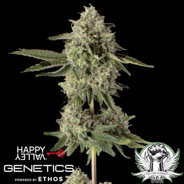 Happy Valley Genetics Seeds Super Belts
