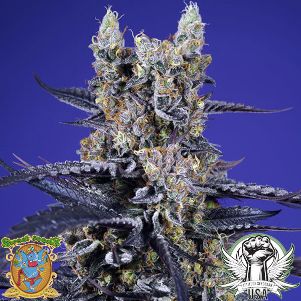 Sweet Seeds Super Boof XL AUTO