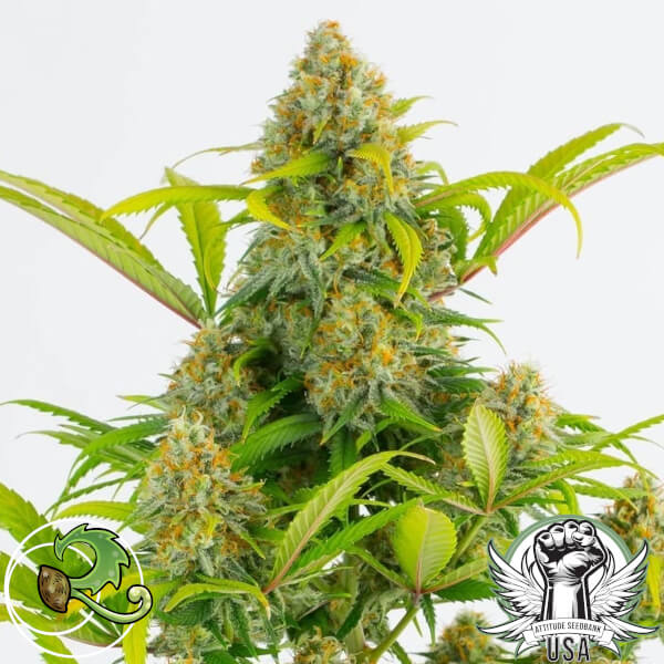 Relic Seeds Super Silver Cheese '98