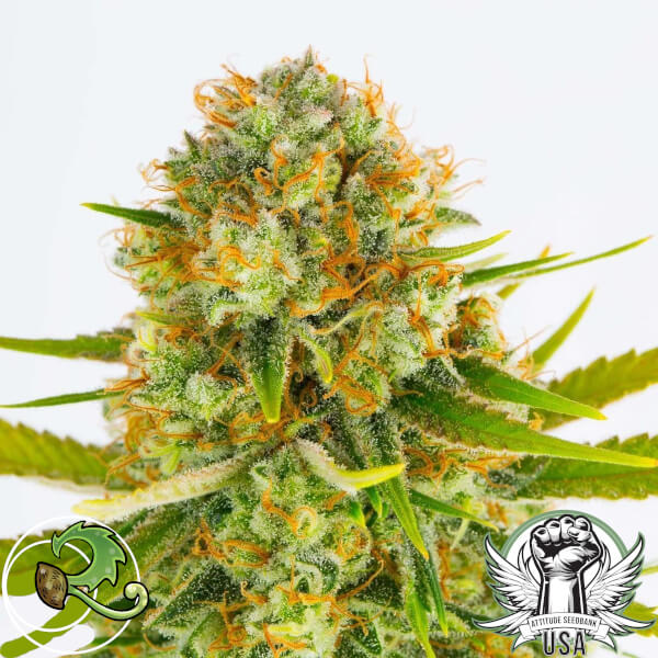 Relic Seeds Super Silver Haze BX1