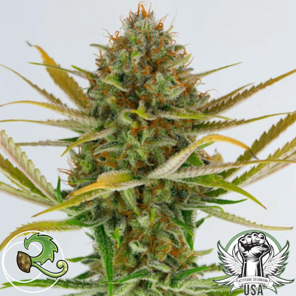super silver haze bx1 relic seeds 2_600x600.jpg