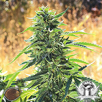 Emerald Triangle Seeds Super Sour OG