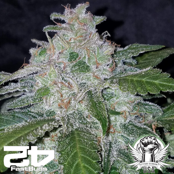 FastBuds Seeds Tangie AUTO