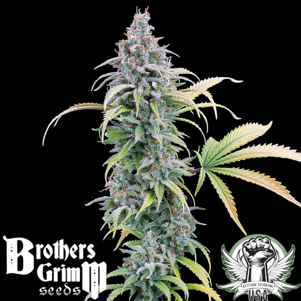Brothers Grimm Seeds Thai Herer 99