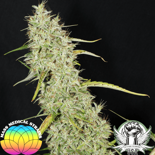 Mass Medical Strains Seeds Thai Landrace Squirrel Tail Hang Karong