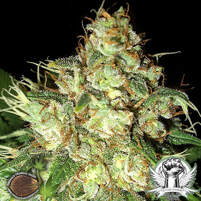 Emerald Triangle Seeds Bubba Cheese AUTO