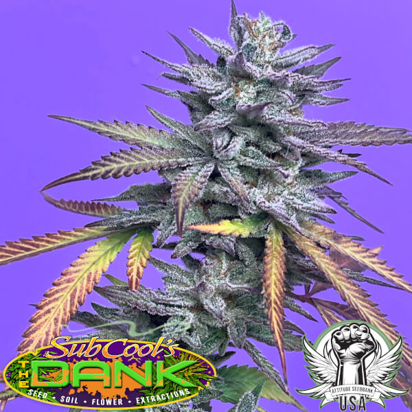 Subcool Seeds The Rapture