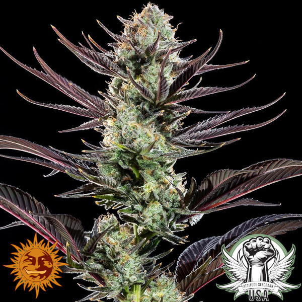 Barney's Farm Seeds Thin Mint Frosting