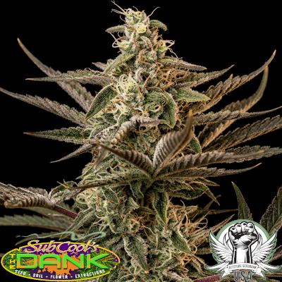 SubCool Seeds Third Dimension F2