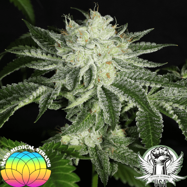 tkbx1f2 pic4_600x600.png