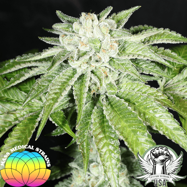 tkbx1f2 pic7_600x600.png