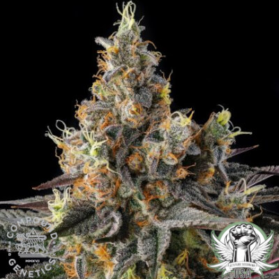 Compound Genetics Seeds Tostones