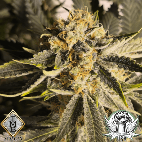TMB Selects Seeds Travelin' Light