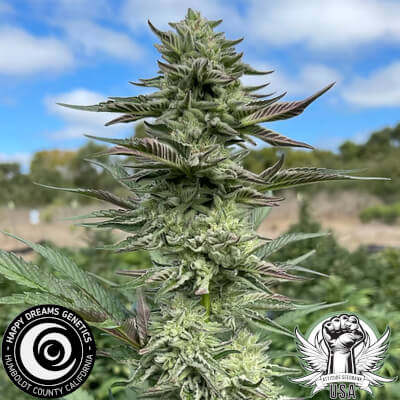 triangle gmo 1_400x400.jpg