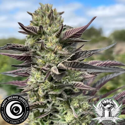 triangle gmo 3_400x400.jpg