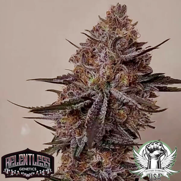 Relentless Genetics Seeds Trop Strawberry