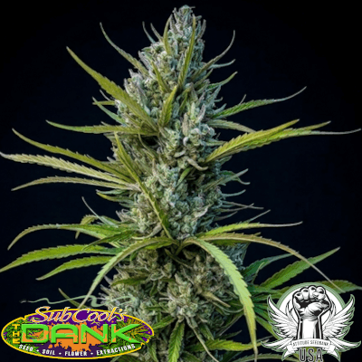 SubCool Seeds Tropical Sleigh Ride x Piff Haze