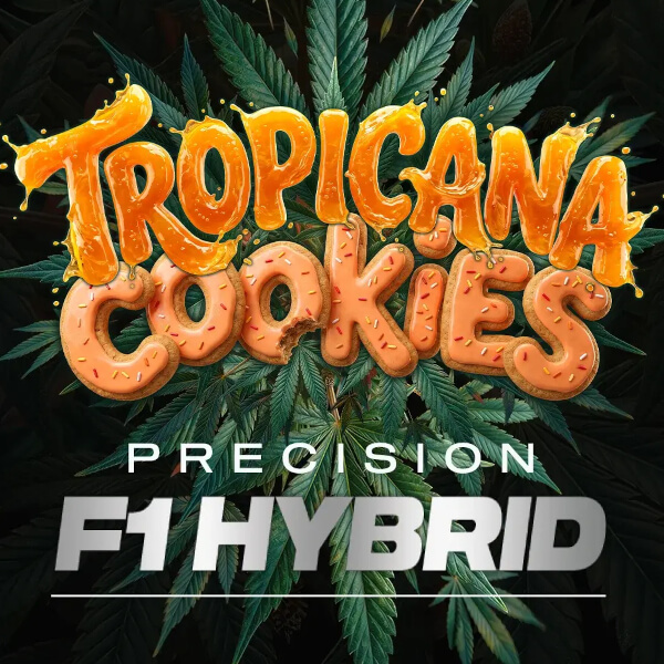 Barney's Farm Seeds Tropicana Cookies F1 AUTO