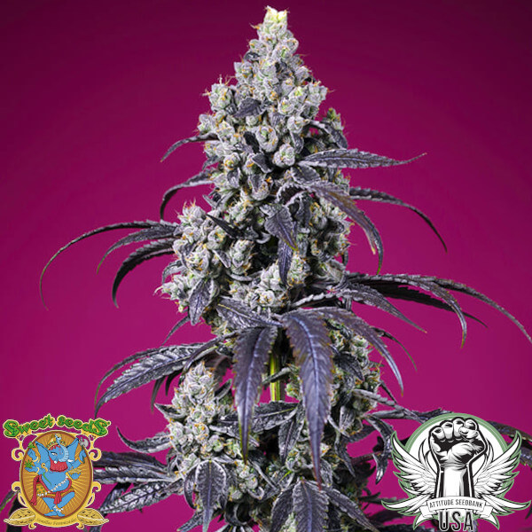 Sweet Seeds Tropicanna Cherry XL AUTO