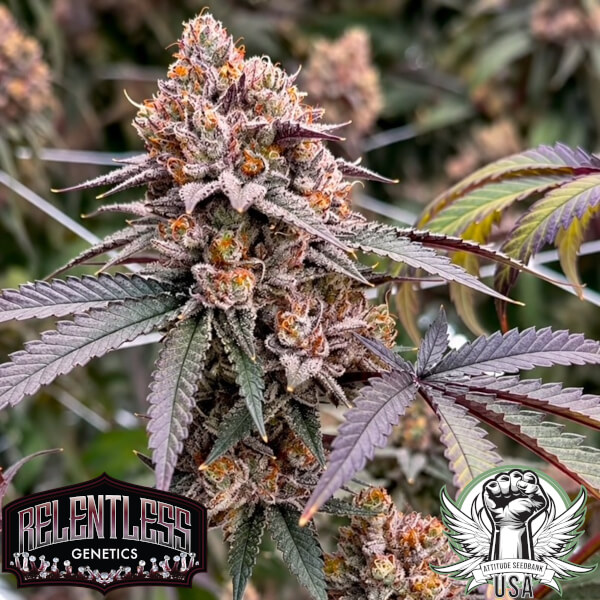 Relentless Genetics Seeds TropiSkitz