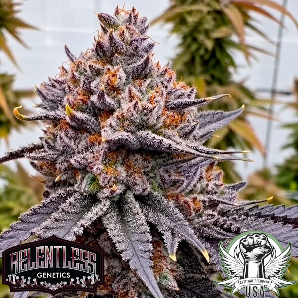 tropizkitz relentless 2_600x600.jpg