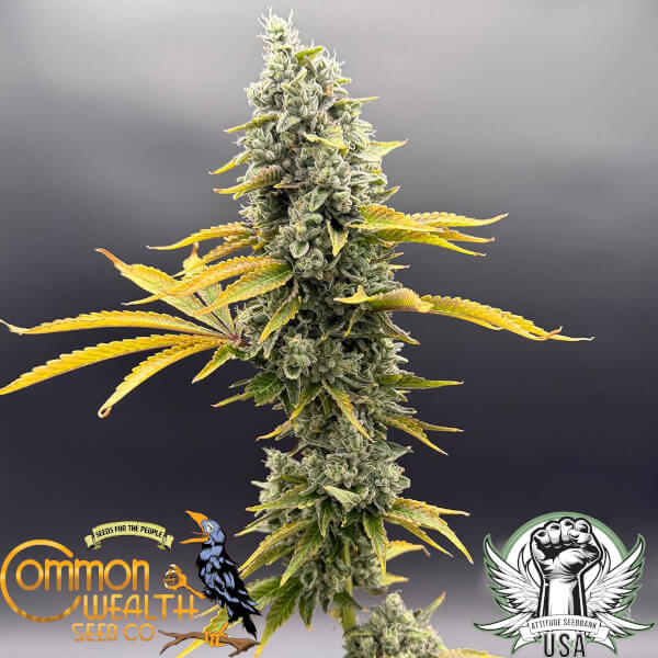 Common Wealth Seed Co UV Sour