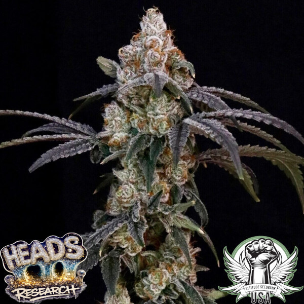 Heads Research Seeds Velour