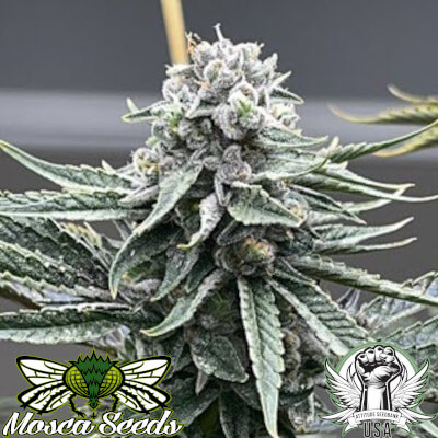 Mosca Seeds Watermelon Zaza S1