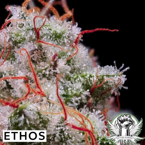 Ethos Genetics Seeds Peach Crescendo RF3 AUTO