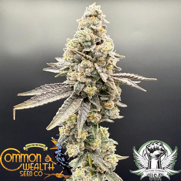 Common Wealth Seed Co Wedlock