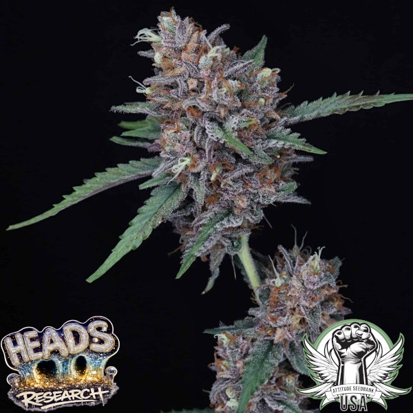 Heads Research Seeds Whippetz AUTO